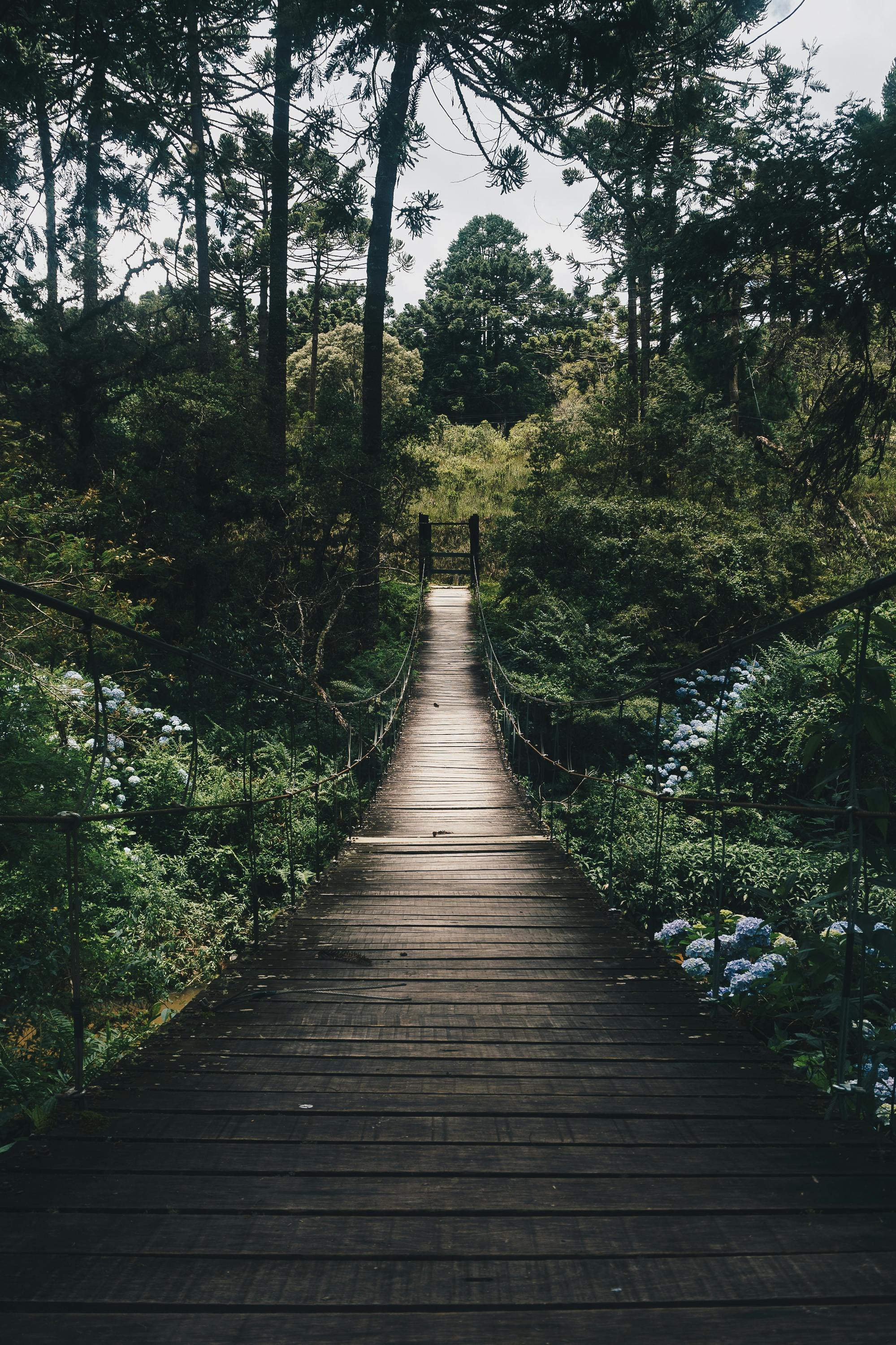 Dense forest landscape